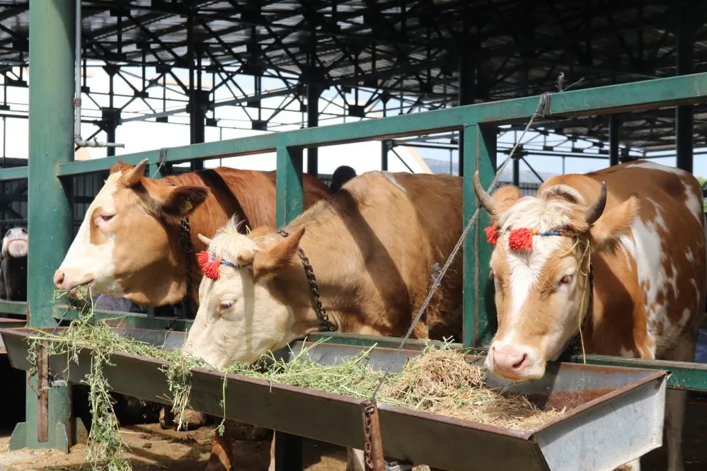 Pazarlıklar kızıştı