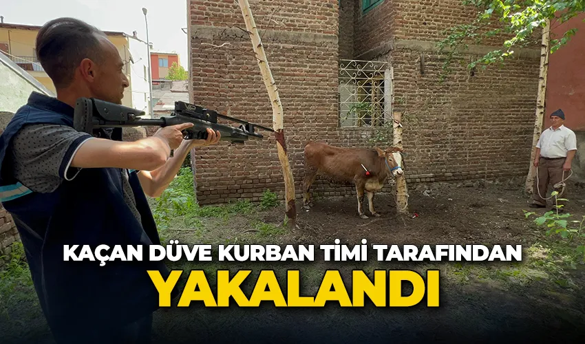 Kaçan düve, kurban timi tarafından yakalandı