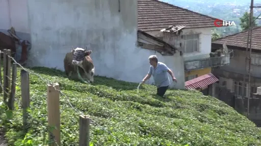 Rize’de kaçan kurbanlık sahiplerini peşinden koşturdu