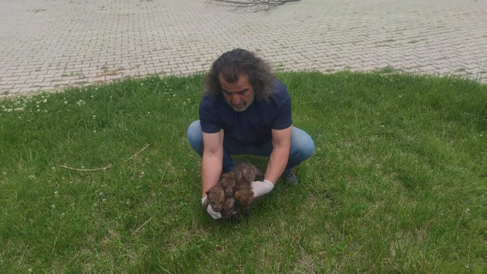 Muş