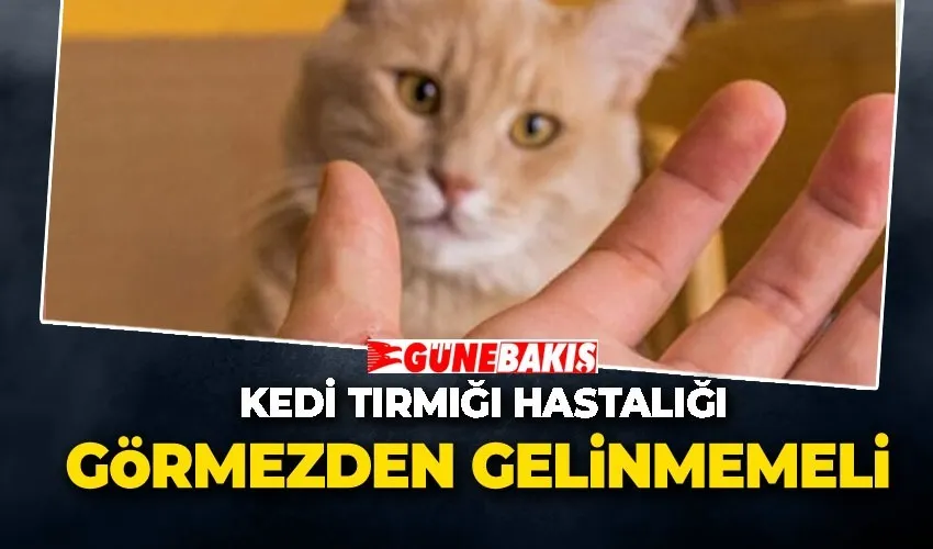 Kedi Tırmığı Hastalığı Görmezden Gelinmemeli