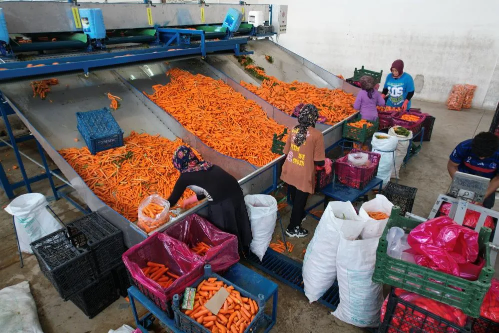 Tarladan sofraya havuç kadınların ellerinden geliyor