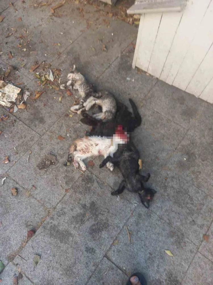 Yavru kediler öldürülmüş olarak bulundu