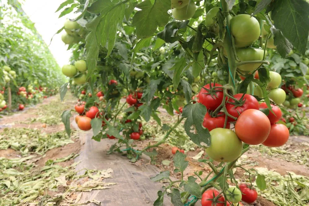 Sakar domatesi ülke tarafından tercih ediliyor