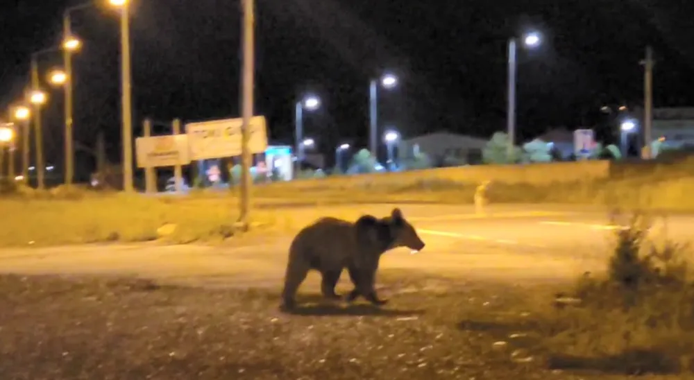 Sarıkamış’ta ayılar caddelerde cirit atıyor