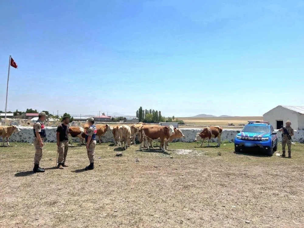 Kars’ta kaybolan büyükbaş hayvanlar bulundu