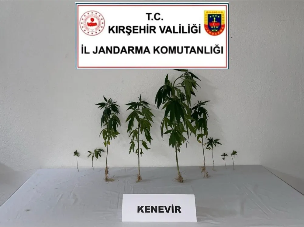 Kırşehir’de jandarma 9 kök kenevir bitkisi ele geçirdi