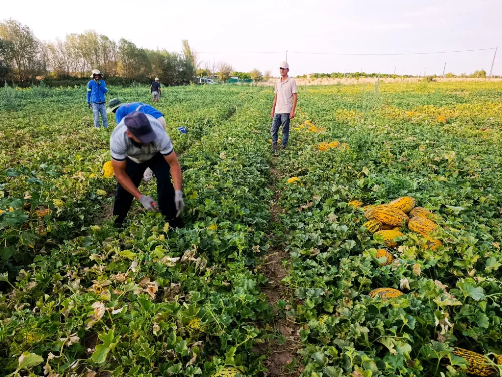 Malatya’da karpuz ve kavun hasadı yüz güldürüyor