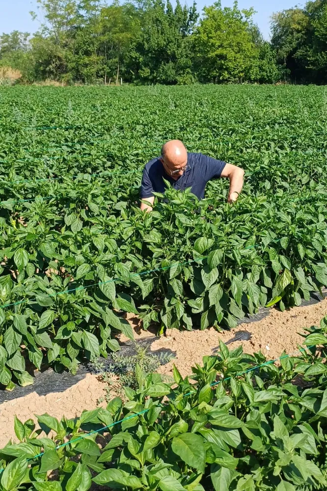 Erzincan’da kapya biber ekilişleri kontrol edildi