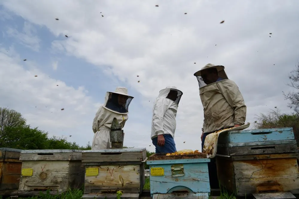 Aşırı sıcaklara karşı arıları koruyun