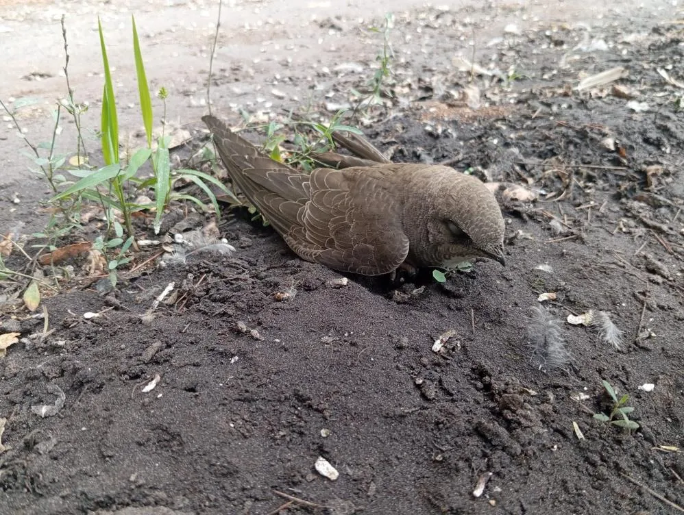 Bitkin halde buldu, ekiplere teslim etti