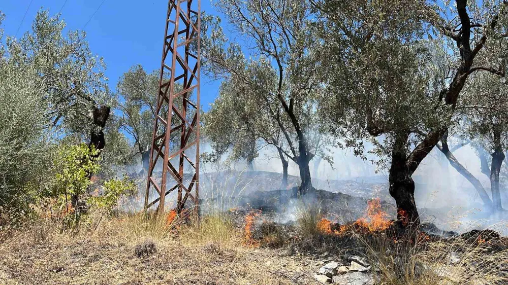 Edremit Güre’de zeytinlik alan yandı