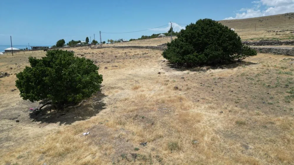 Asırlık dut ağaçları zamana meydan okuyor