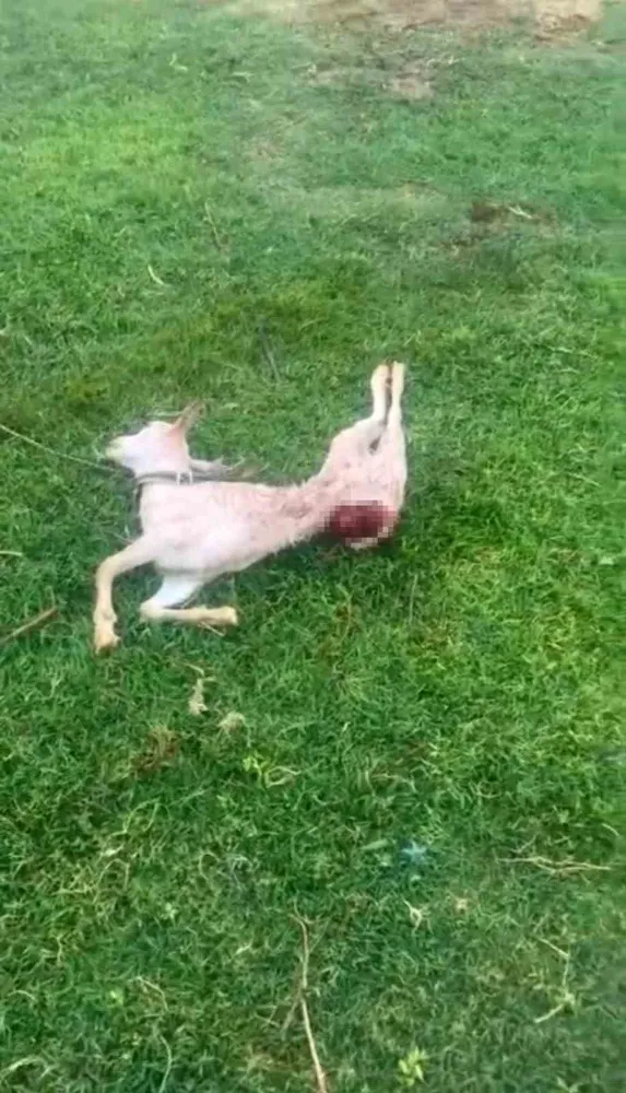 Mardin’de sokak köpekleri iki keçiyi telef etti