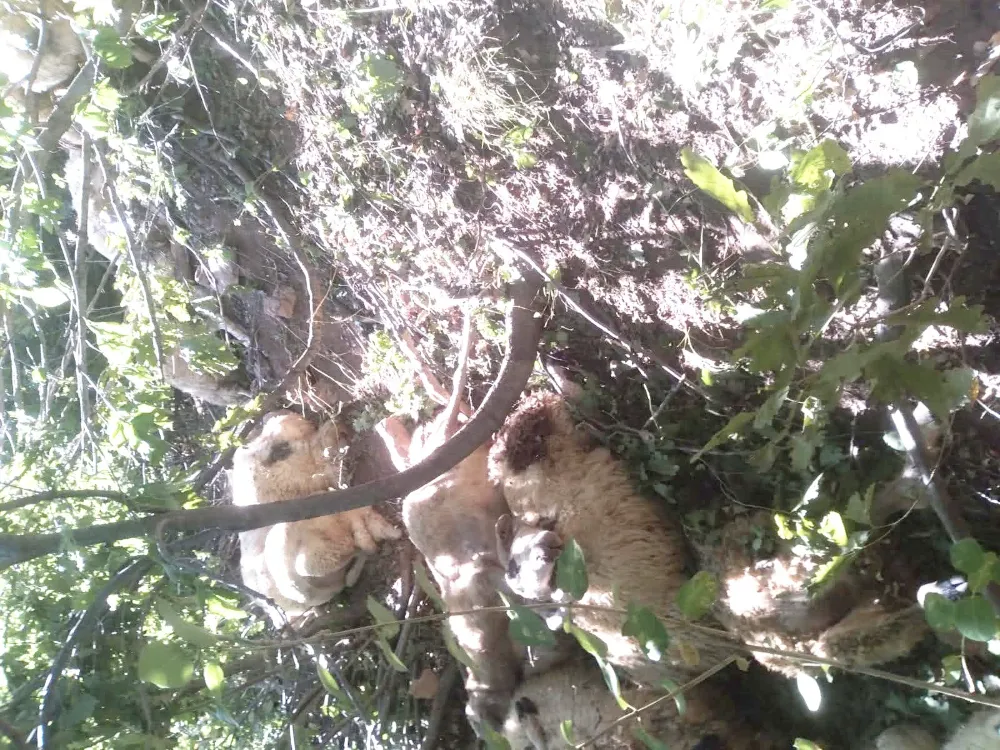 Tunceli’de kurt saldırısı sonucu oluşan izdihamda 30 koyun telef oldu