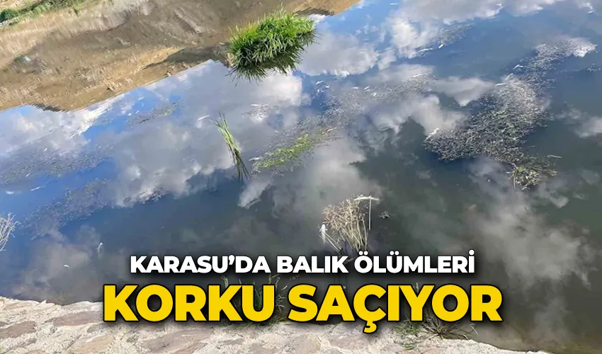 Karasu’da balık ölümleri korku saçıyor