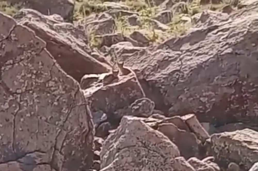 Muradiye’de vaşak ailesi görüntülendi