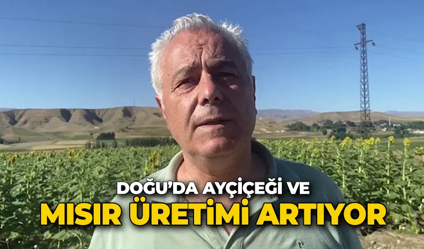 Doğu’da ayçiçeği ve mısır üretimi artıyor