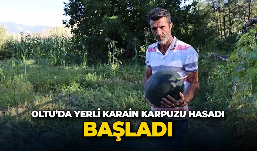 Oltu’da yerli karain karpuzu hasadı başladı