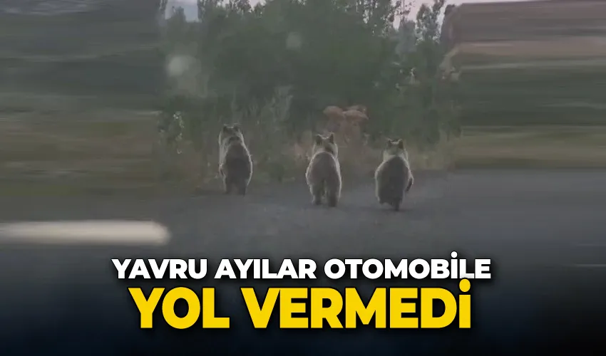 Yavru ayılar otomobile yol vermedi
