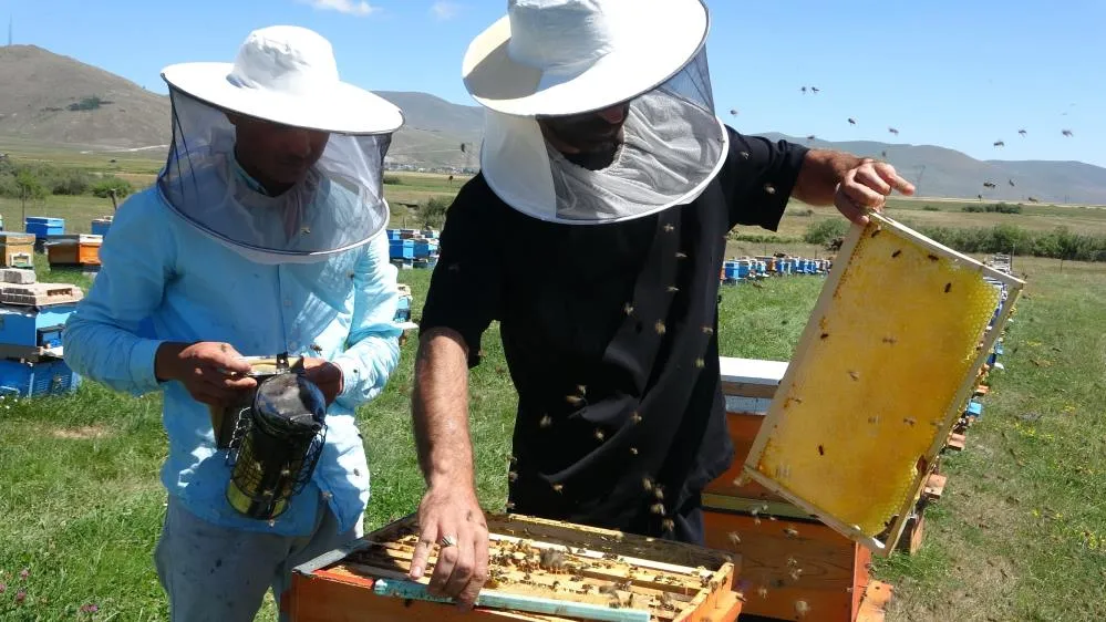 Coğrafi işaretli balın hasadı başladı