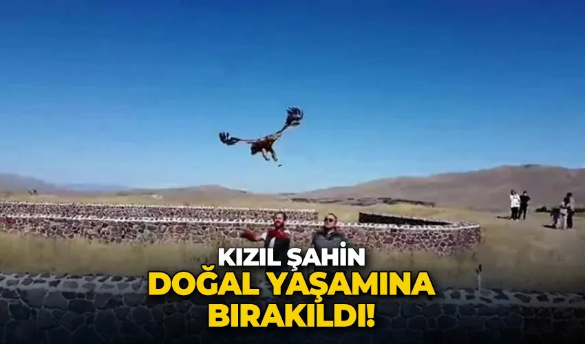 Kızıl Şahin doğal yaşamına bırakıldı