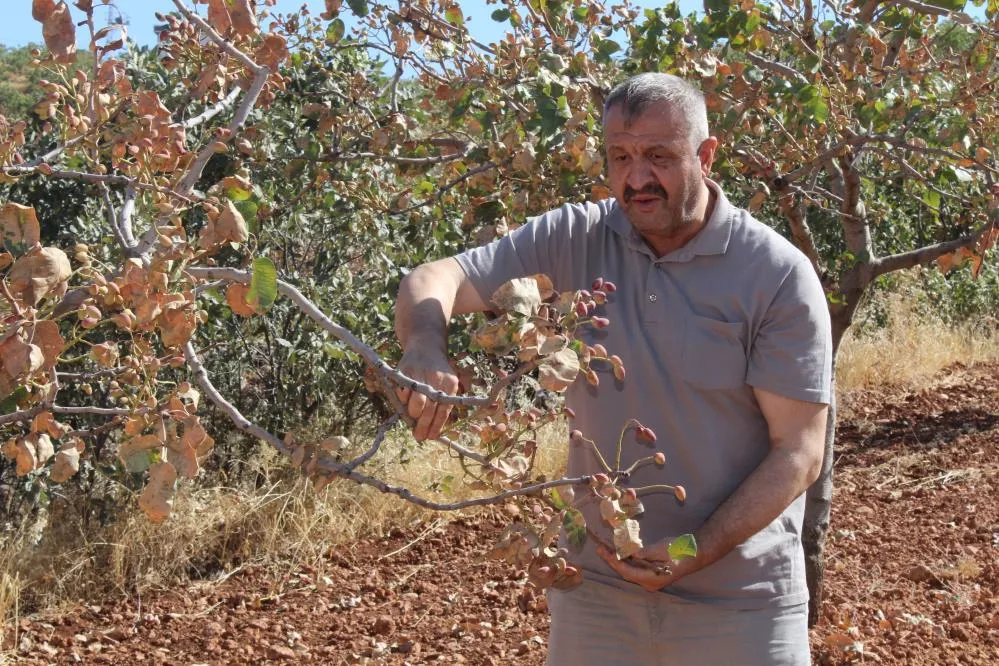 Aşırı sıcaklar Siirt fıstığını vurdu