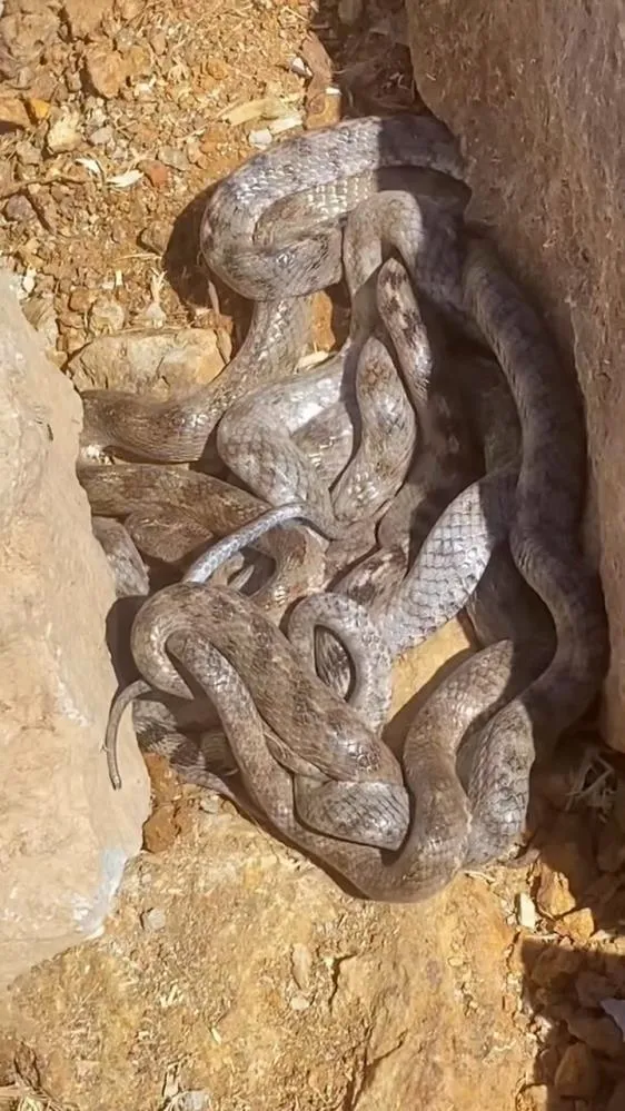Tunceli’de yumak halinde görüntülenen yılanlar şaşırttı