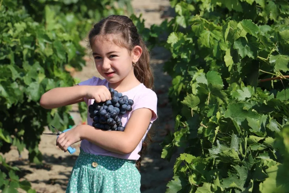 Tescilli Cimin üzümünde hasat zamanı