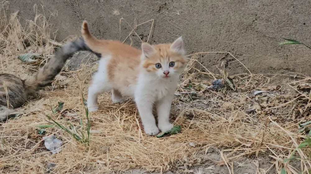 Yavru kediyi kurtarıp, üç şehir gezdirdikten sonra annesine kavuşturan öğretmene Kaymakamdan başarı belgesi