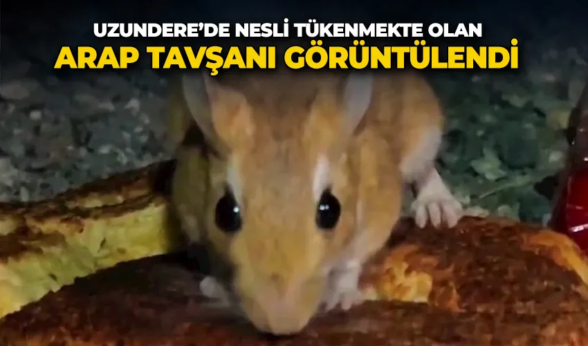 Uzundere’de nesli tükenmekte olan Arap Tavşanı görüntülendi