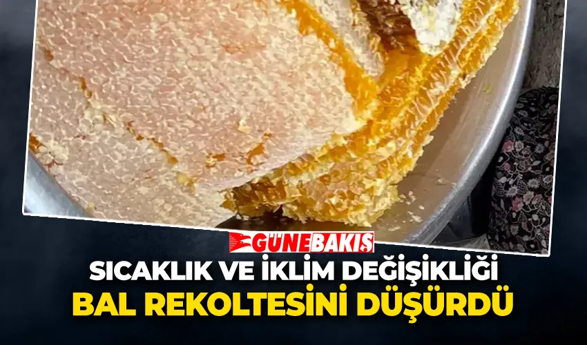 Sıcaklık ve İklim Değişikliği Bal Rekoltesini Düşürdü