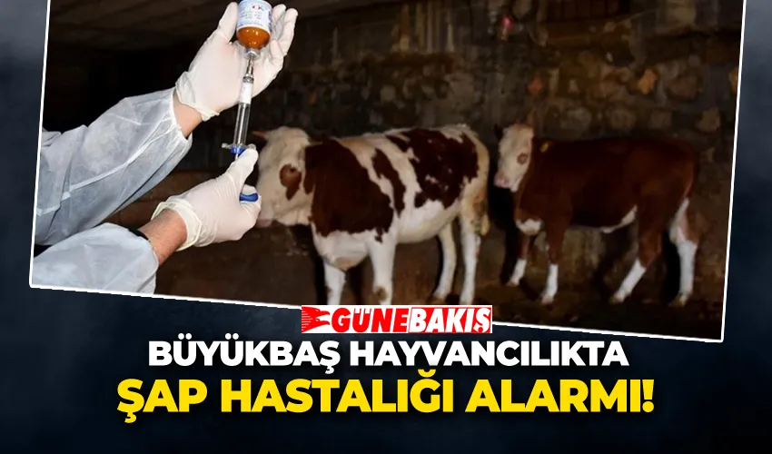 Büyükbaş Hayvancılıkta Şap Hastalığı Alarmı