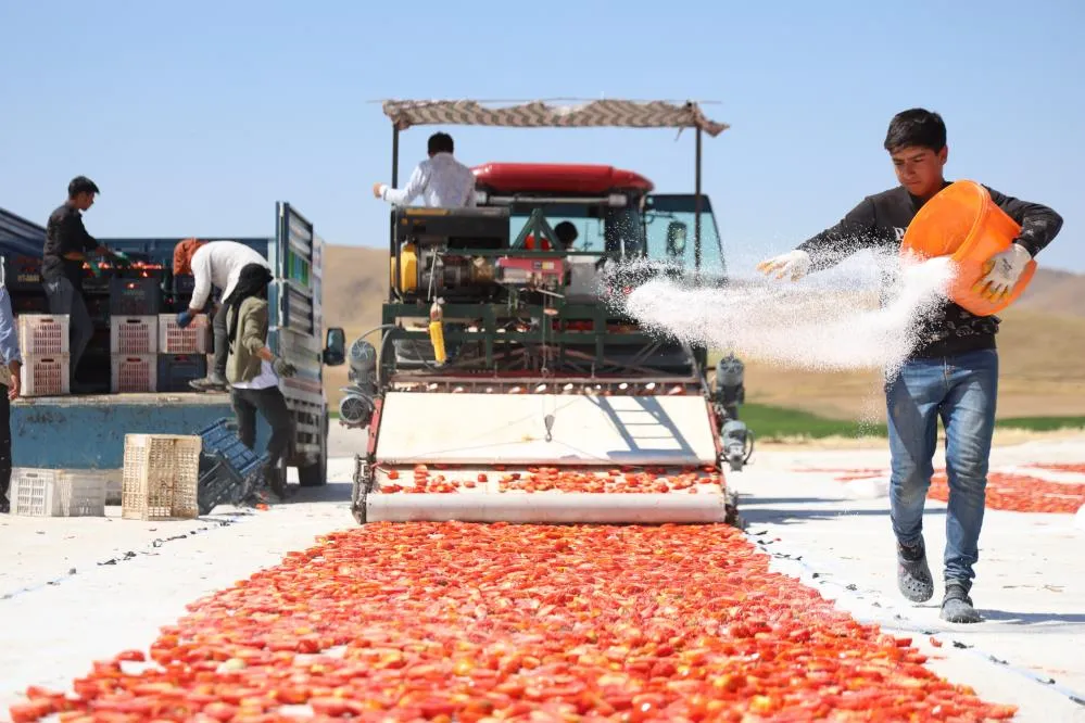 Dünya sofralarını süsleyen domateste 15 bin 300 ton rekolte bekleniyor
