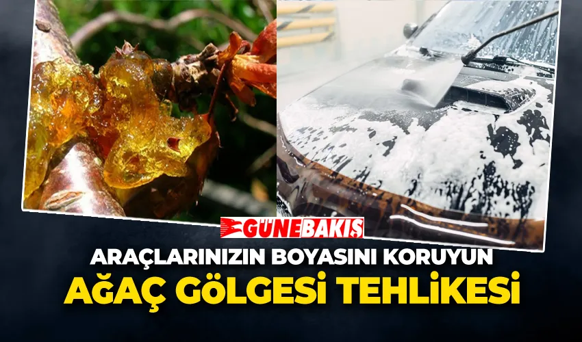 Ağaç Gölgesi Tehlikesi: Araçlarınızın Boyasını Koruyun
