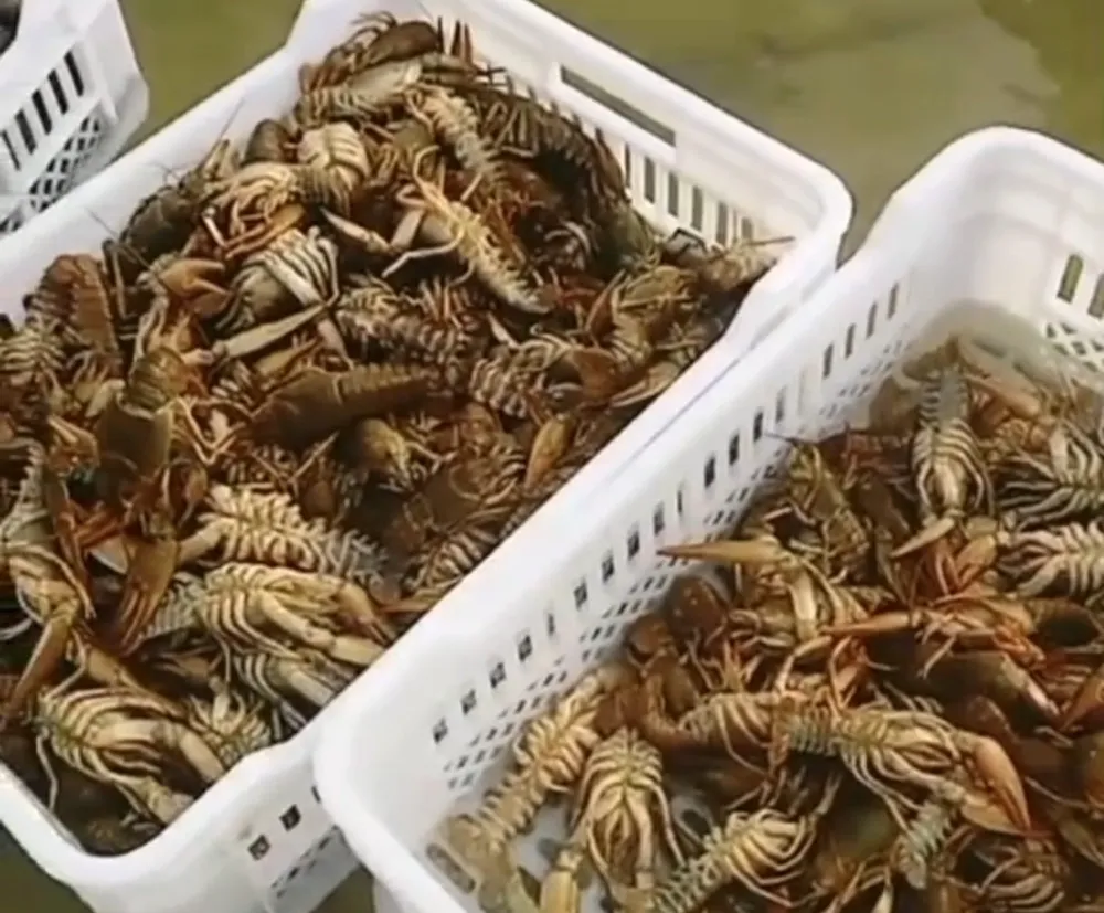 Balıkçıların kerevit kaygısı