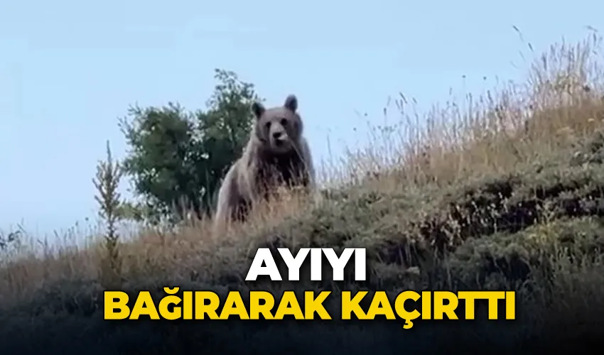Ayıyı bağırarak kaçırttı