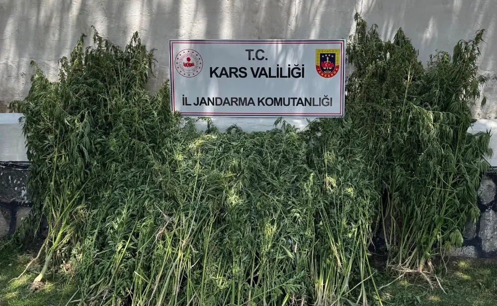 Kars’ta 42 bin 658 kök kenevir ele geçirildi