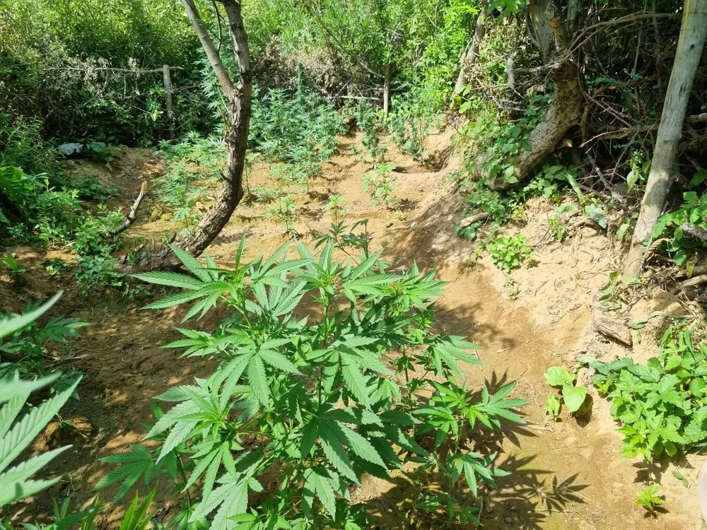 Bingöl’de bin 696 kök kenevir bitkisi ele geçirildi