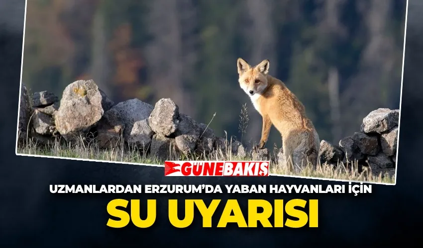 Uzmanlardan Erzurum’da Yaban Hayvanları İçin Su Uyarısı