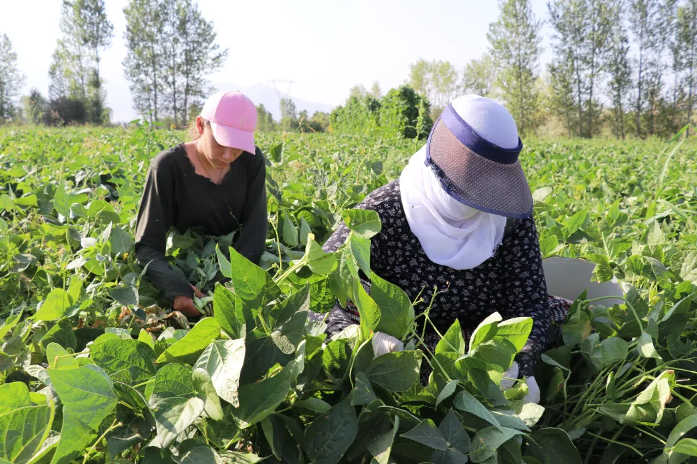 Gevaş fasulyesi girişimci kadınların eliyle değerleniyor