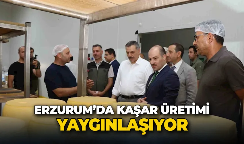 Erzurum’da kaşar üretimi yaygınlaşıyor