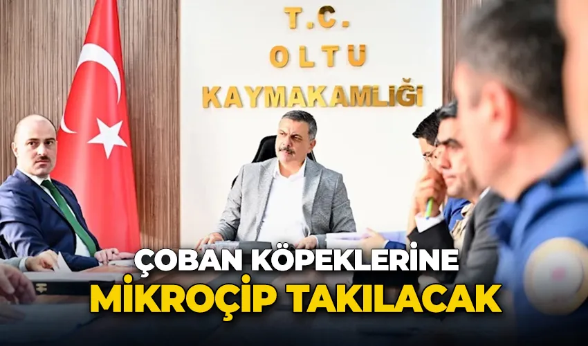 Çoban köpeklerine mikroçip takılacak