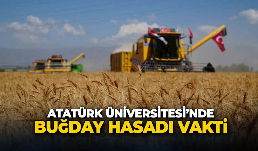Atatürk Üniversitesi’nde buğday hasadı vakti