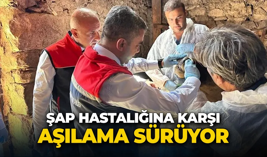 ŞAP hastalığına karşı aşılama sürüyor