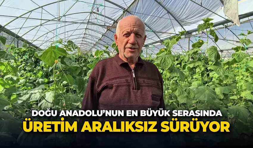 Doğu Anadolu’nun en büyük serasında üretim aralıksız sürüyor